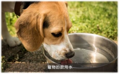 解決寵物異味難題 生物酶洗護(hù)產(chǎn)品的選購指南與品牌推薦